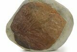 Huge, Paleocene Fossil Leaf (Davidia) - Montana #377937-1